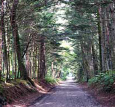 千ケ滝別荘地 左右に並木を見る道路