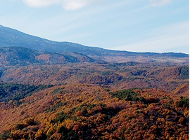 �I�����|�X�O�x